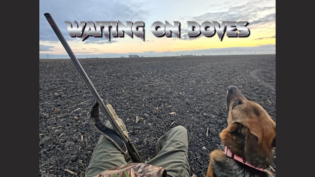Waiting on Doves | Sunrise Hunt with Athena