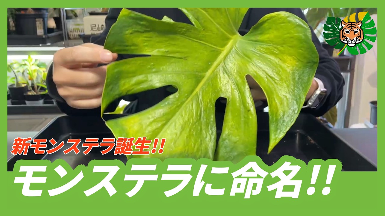 モンステラ ホワイトスノー｜大株 発根済み タイ輸入株
