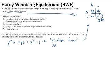 Hardy Weinberg Equilibrium - Intro and Example