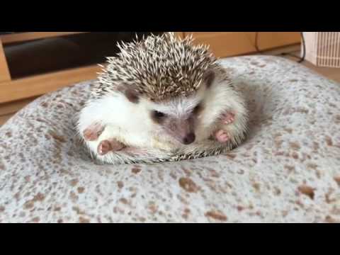 Hedgehog does workout on bread pillow