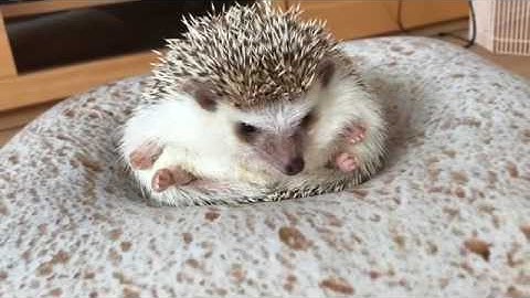 Hedgehog does workout on bread pillow