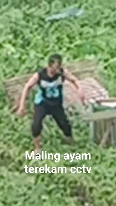 pencuri ayam meresahkan warga #hotnews #palembang #viral