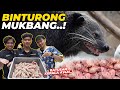 MENDEKATI KELAHIRANNYA, BINTURONG GW JADI RAKUS..!! RATUSAN KEP4LA AYYAM DI LAHAP..!!