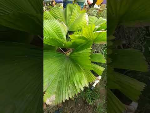 Video: Ruffled Fan Palm Houseplant: Cara Menanam Pokok Palma Kipas Bergegar Dalaman