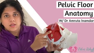 Pelvic Floor Structure/Anatomy - Pelvic Rehab Doc