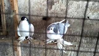 Fancy racing pigeon in bird market Pakistan HD