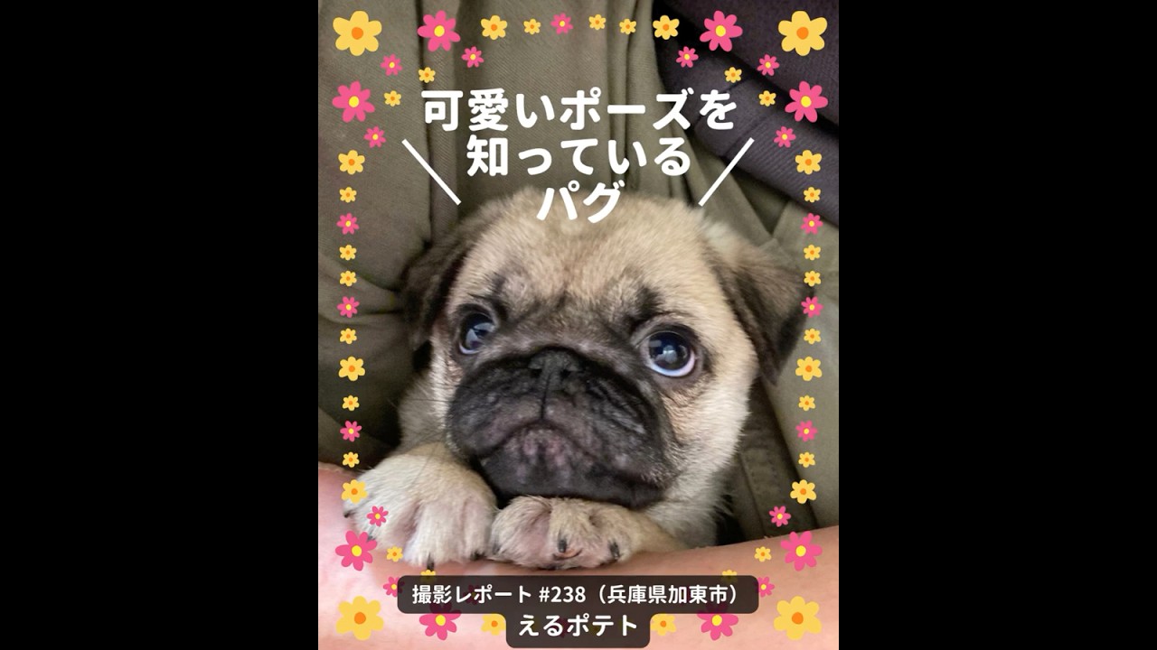 PICTWANカレンダー2027 パグ【S判】
