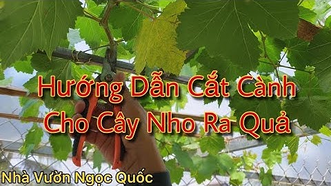 Hướng Dẫn Cắt Cành Cho Cây Nho Ra Quả ( Hotline: 0362.216.213 )