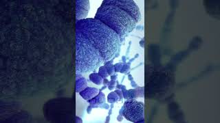 Streptococcus Pneumoniae Animation Pneumococcal Bacteria Pneumococcal Diplococci Animation