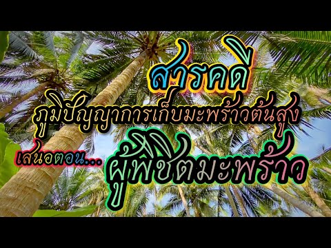 วีดีโอ: การเก็บเกี่ยวต้นมะพร้าว - วิธีการเก็บมะพร้าวจากต้น