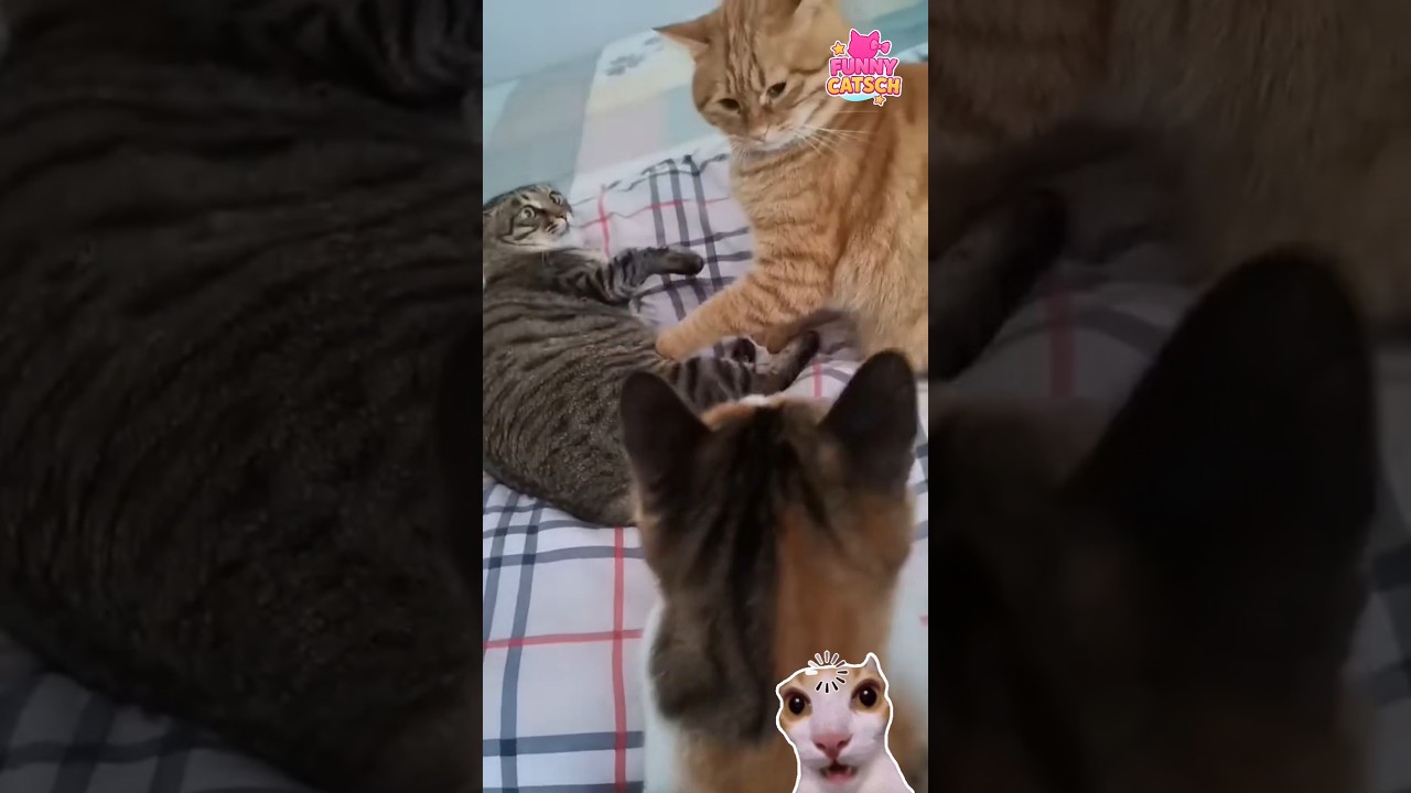 Cute & Funny Cats Compilation🐾😹 | Best Cat Shorts (63)