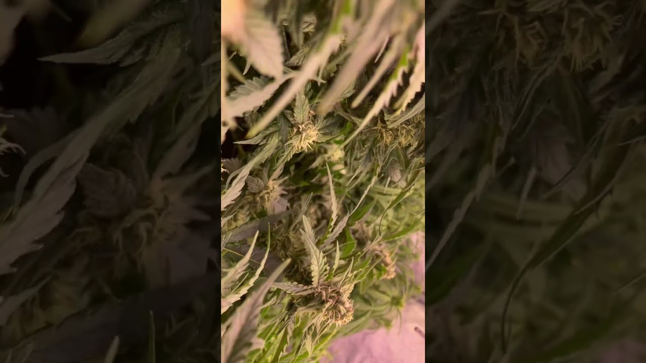 Lemon haze auto and 2 orange sherbet auto 