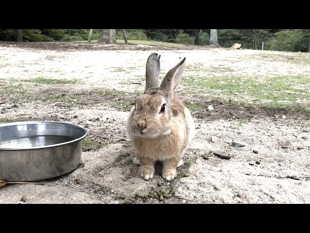 t ishikawa専用 野うさぎの走り 激走】突然走りたくなった野うさぎ! - YouTube