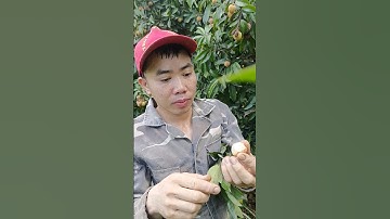 Lên núi hái quả vải thiều Lục Ngạn cùi dày hạt nhỏ, ngọt lịm #vaithieu #vailucngan #cayvai #vuonrung