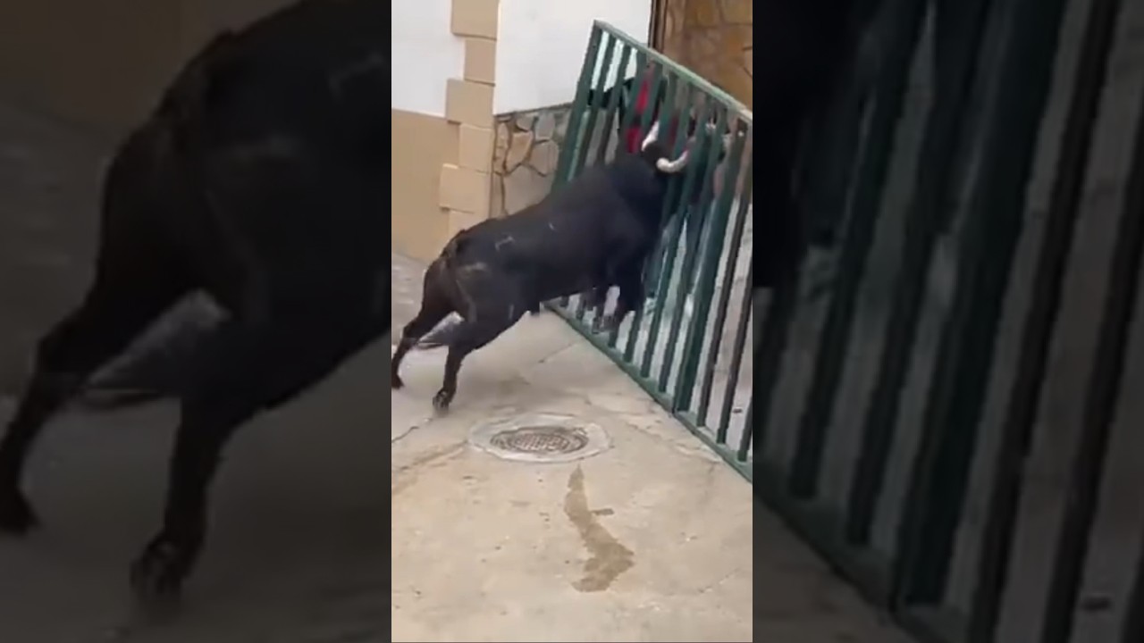 ⚠️CASI SE ESCAPA ⚠️ESTE ENORME TORO BRAVO DEL RECORRIDO🤦🏻♂️ Villarejo De Fuentes (Cuenca)