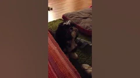 Our Lil Doggee