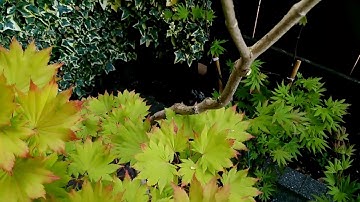 Acer Trees - Beginners Introduction To Die Back On Japanese Maples (part 2 of 2)