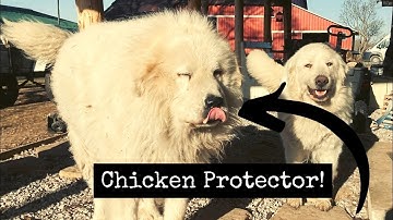 How To STOP Predators From Killing Your Chickens On The Homestead