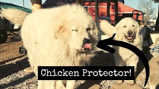 How To STOP Predators From Killing Your Chickens On The Homestead