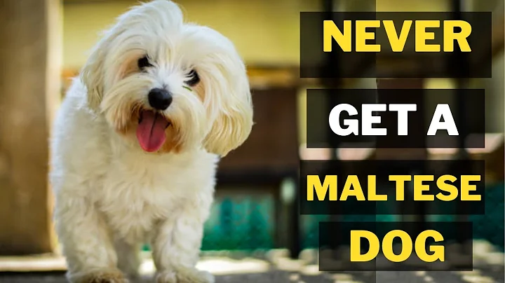 7 Reasons Why You Should Never Own Maltese Dogs - DayDayNews