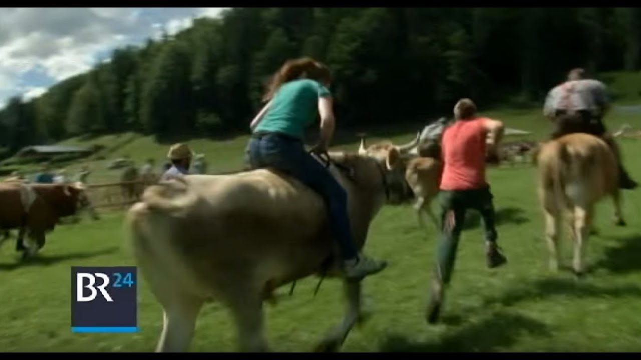 Reiten auf Ochsen | BR24