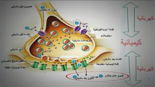 نص علمي حول دور البروتينات في الإتصال العصبي، المشبك الكيميائي