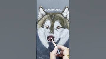 HOW TO DRAW A DOG