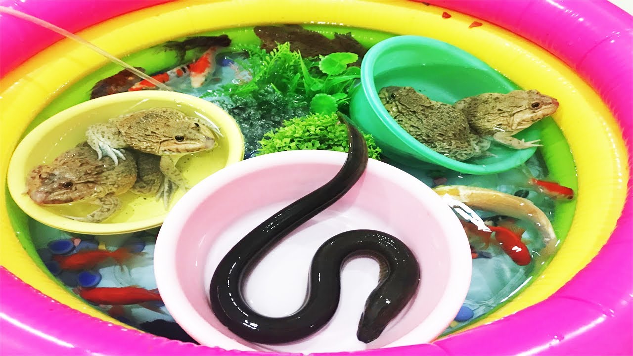 Adorable Pet Fishes Big Frogs, Eel, Koi Fish, Plecostomus, Black Pink