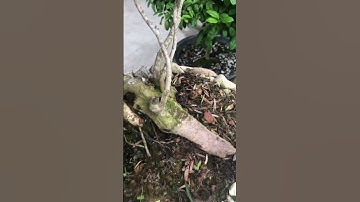 Cây tùng đá-trâm suối #shorts