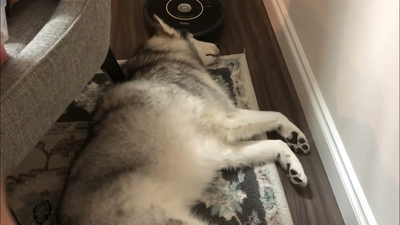 Dog Continually Twitches His Paw While Dreaming 1411880 YouTube