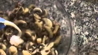 קיש פטריות וגבינות-how to make quiche with mushroom and cheash