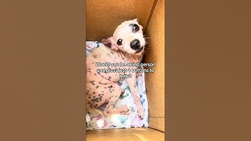 🌿 Link in our channel description to donate — every little bit makes a difference 🕊️