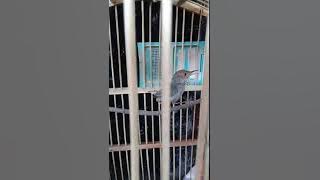 prenjak betina tarung mental baja baik untuk memancing prenjak jantan yg bahan 👍👍