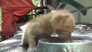 ANOTHER  TINY HUNGRY KITTEN eats for the first time.