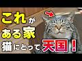知らないと損!猫が安心して暮らす家にある必須アイテム9選