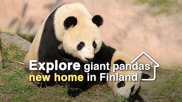 Live: Explore giant pandas’ new home in Finland 探访大熊猫芬兰新家