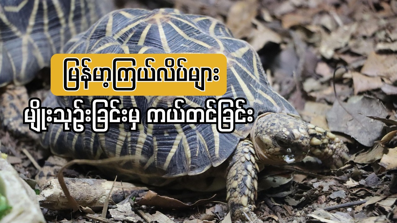 မျိုးသုဉ်းတော့မယ့် အခြေအနေကနေ ပြန်လည်ရှင်သန်လာခဲ့တဲ့ မြန်မာ့ကြယ်လိပ်များ