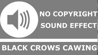 Black Crows Cawing | No Copyright Sound Effect