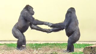 Shabani jealousy❓ close sister and brother Ai and Kiyomasa. Gorilla, Silver back.