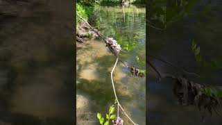 my new series creek wadin’ pt 1 #wading #smallmouthbass #spinnerbait