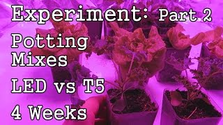 Experiment (4 Week Update): Custom Mix vs Miracle Gro \/ LED vs T5 Grow Lights