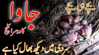 java sparrow Breeding Progress |11_11_22|Java sparrow care in winter season |