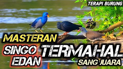TERAPI UNTUK SEMUA JENIS BURUNG , SUARA GEMRICIK AIR , MASTERAN TERMAHAL SANG JUARA SINGO EDAN