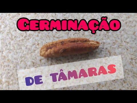 Vídeo: Como lançar destilados minerais: 11 etapas (com fotos)