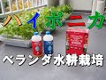 ハイポニカの水やりの様子【ダイソーの水切りカゴで簡単ベランダ水耕栽培】