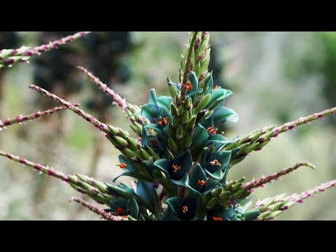 Sapphire Tower - San Diego Botanical Gardens