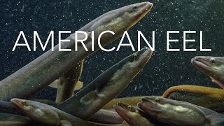 America’s Most Mysterious Fish: The Secret Life of the American Eel