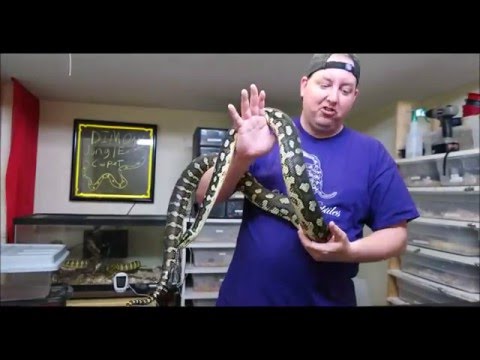 Olympus Reptiles Episode #21 Jungle Diamond Carpet Python