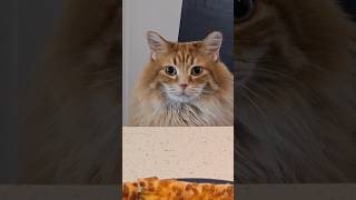 What I think goes on in his head 😅 #cat #cuteanimal #cutecat #funnycats #cutepet #cute #catvideos