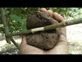 How to air layering simple with soil, easy and fast, new techniques - my agriculture